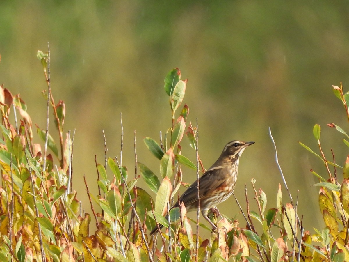 Birigarro hegalgorria - ML642778401