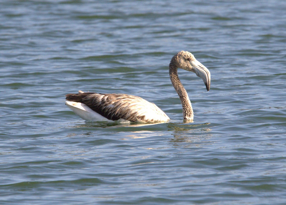 Greater Flamingo - ML642778404