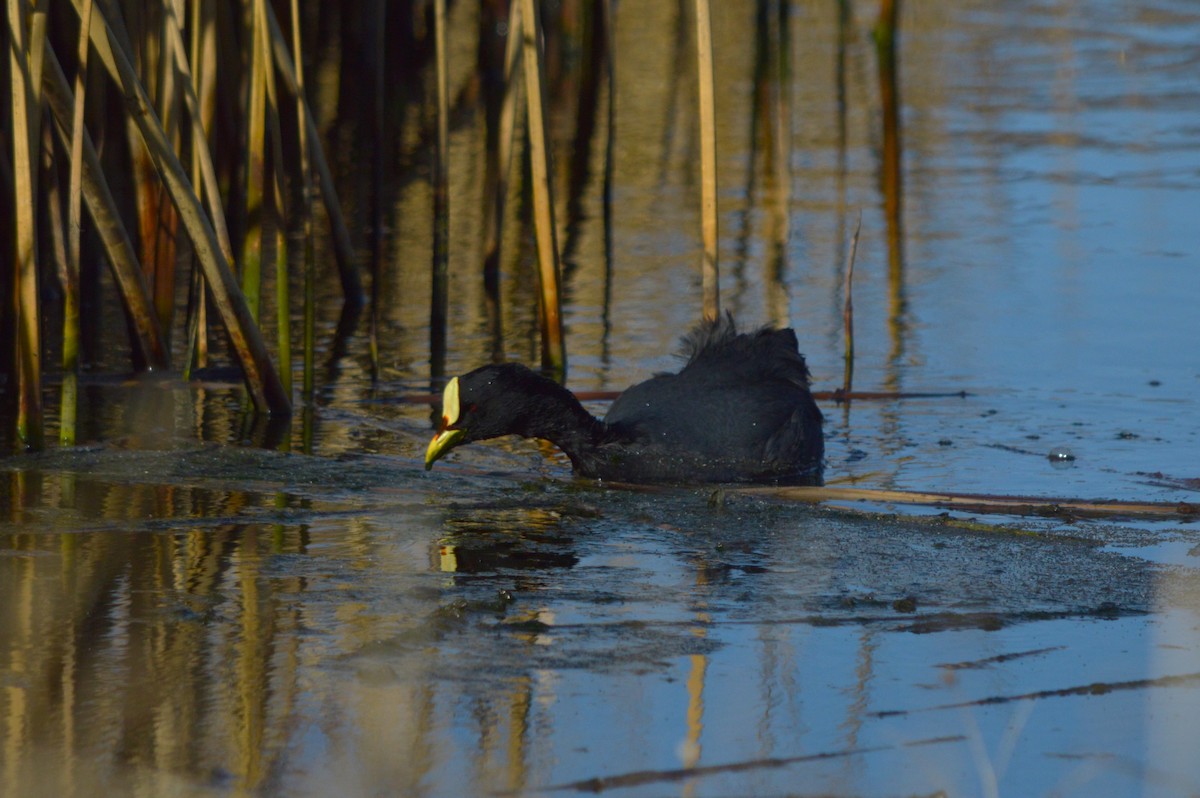 Red-gartered Coot - ML642778406