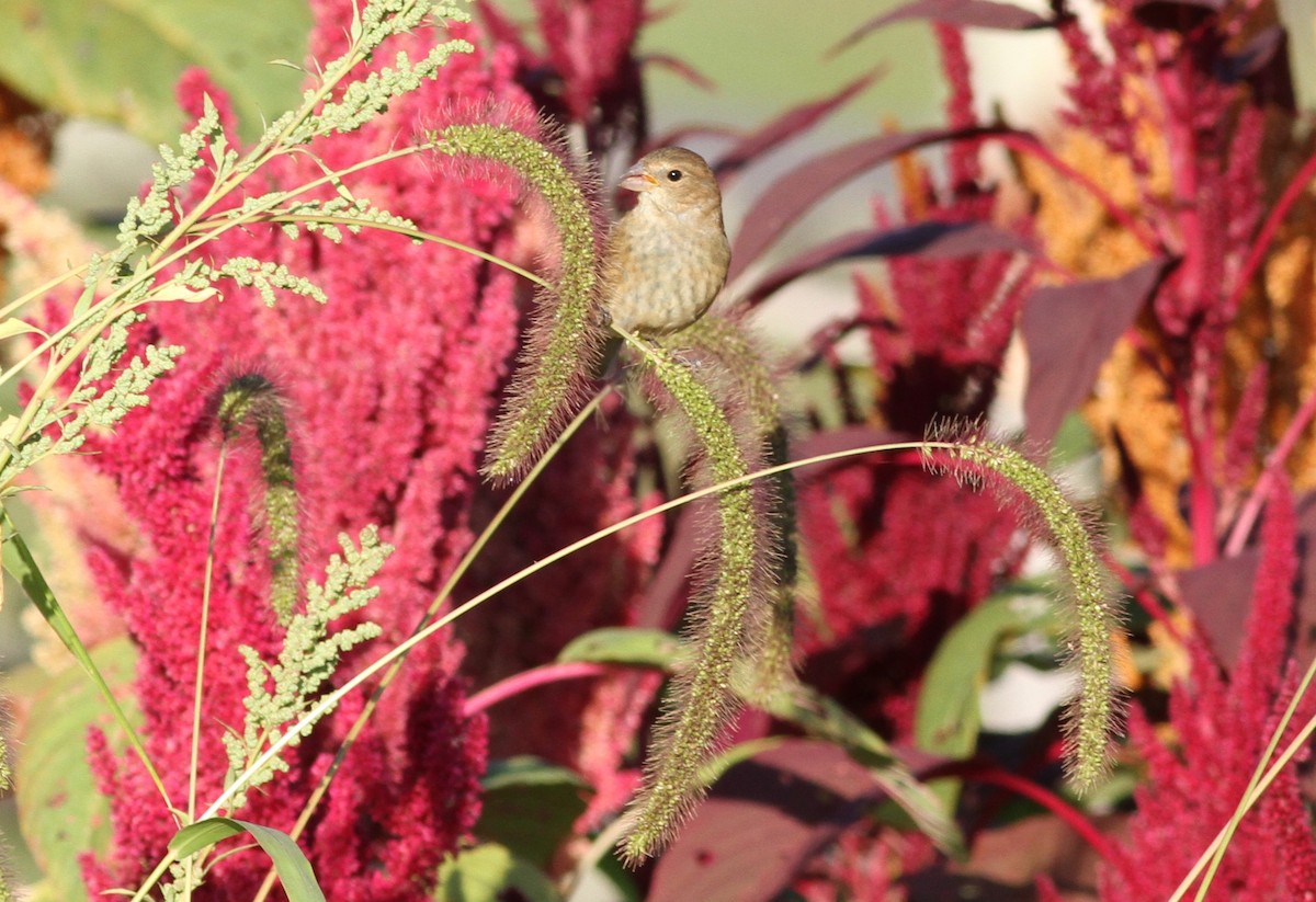 ルリノジコ - ML642778407