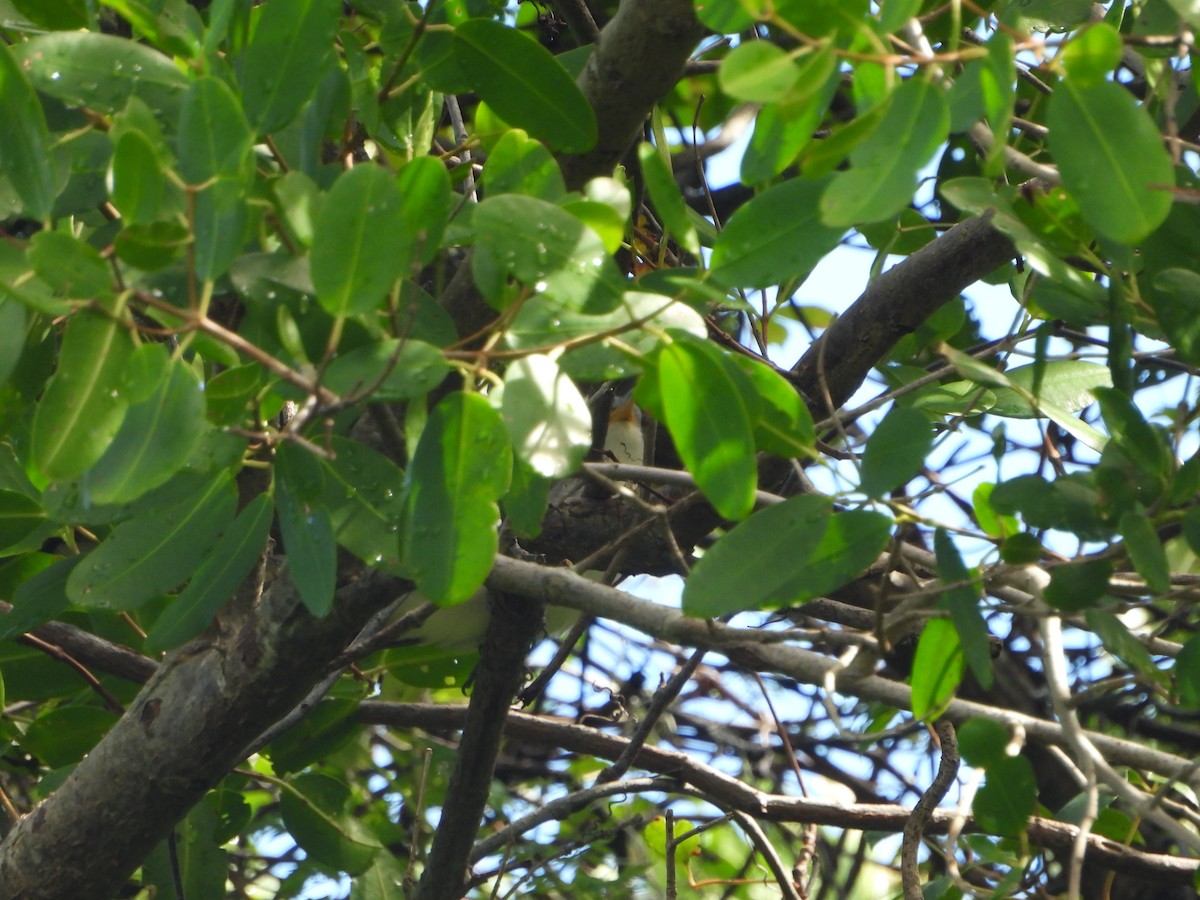 Yellow-billed Cuckoo - ML642778412
