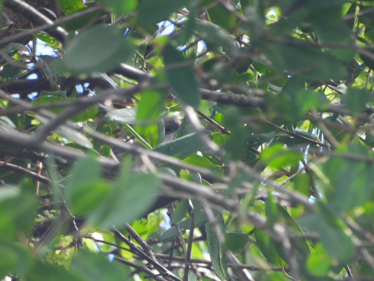 Yellow-billed Cuckoo - ML642778431