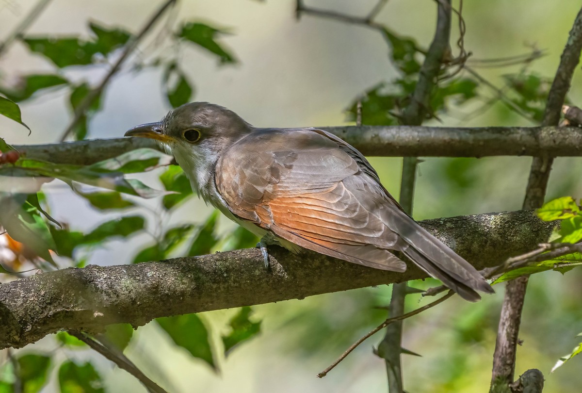 Yellow-billed Cuckoo - ML642778439