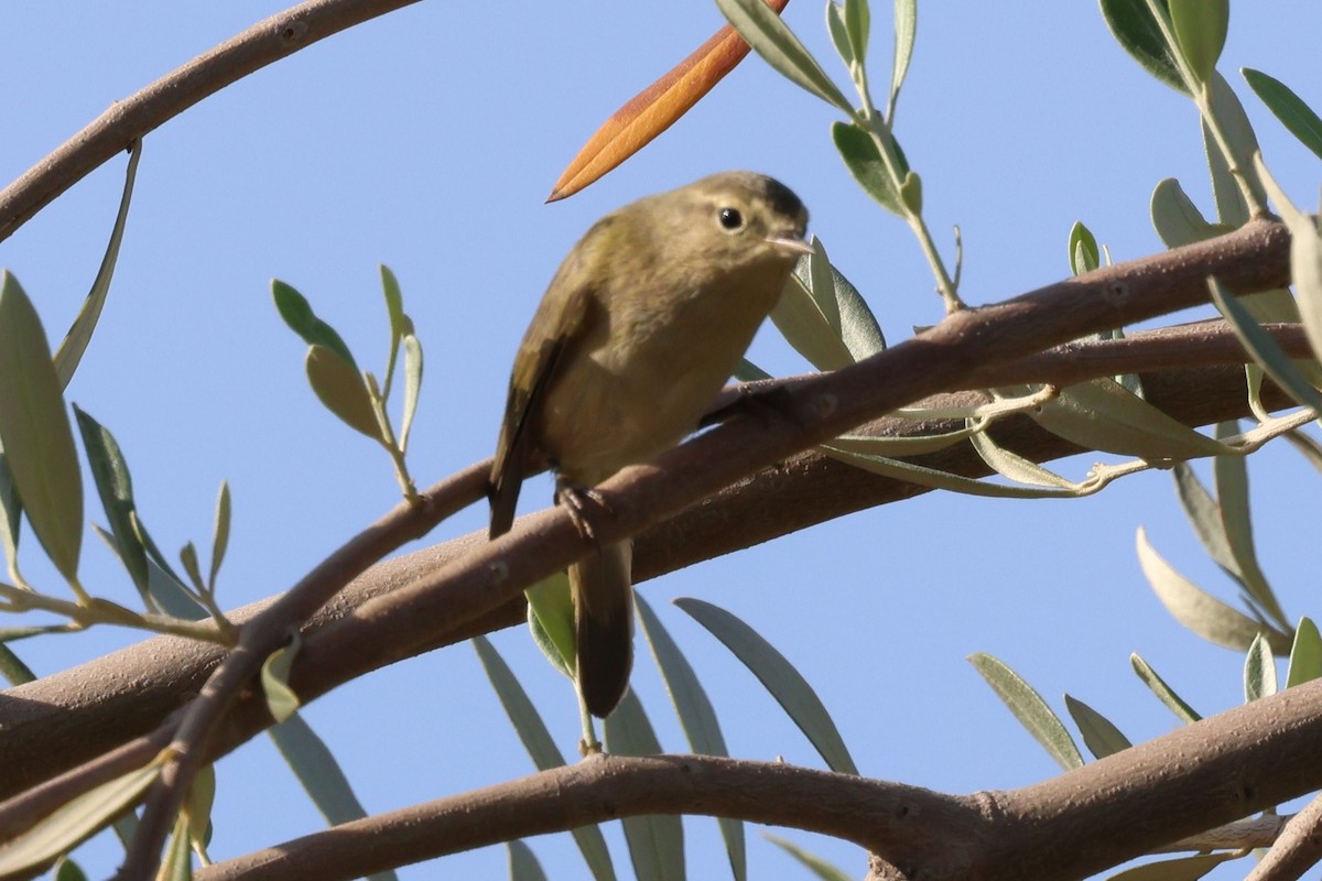 Common Chiffchaff - ML642778445