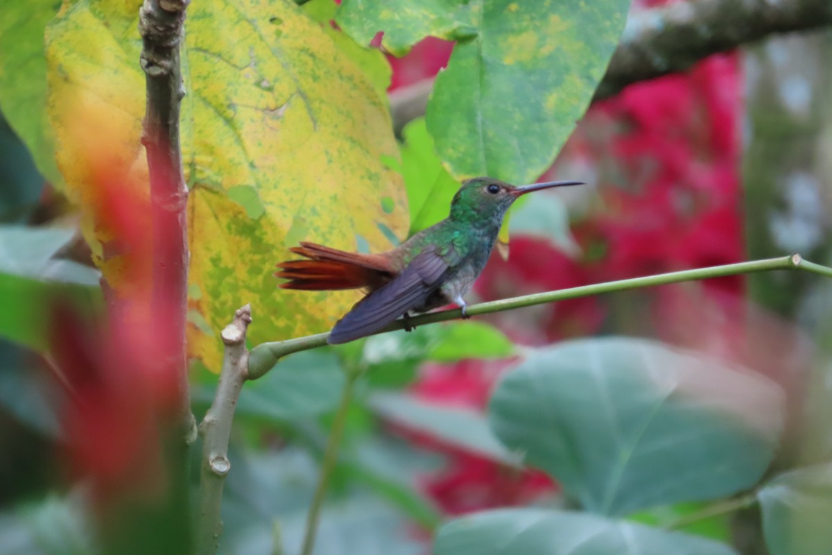 Rufous-tailed Hummingbird - ML642778453