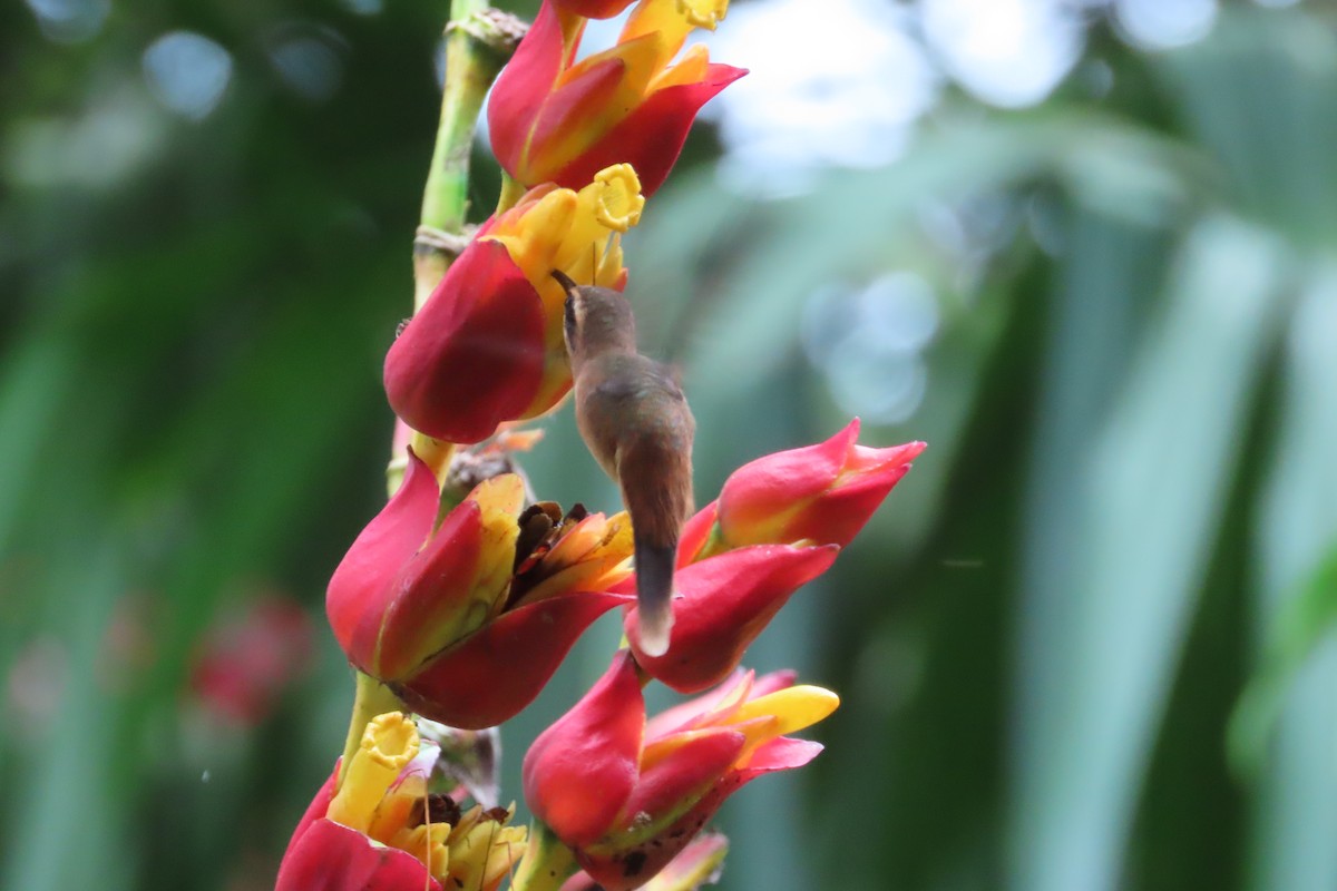 Stripe-throated Hermit - ML642778456