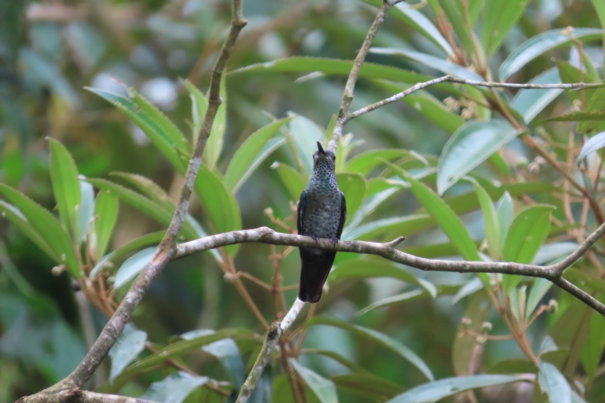 Scaly-breasted Hummingbird - ML642778482