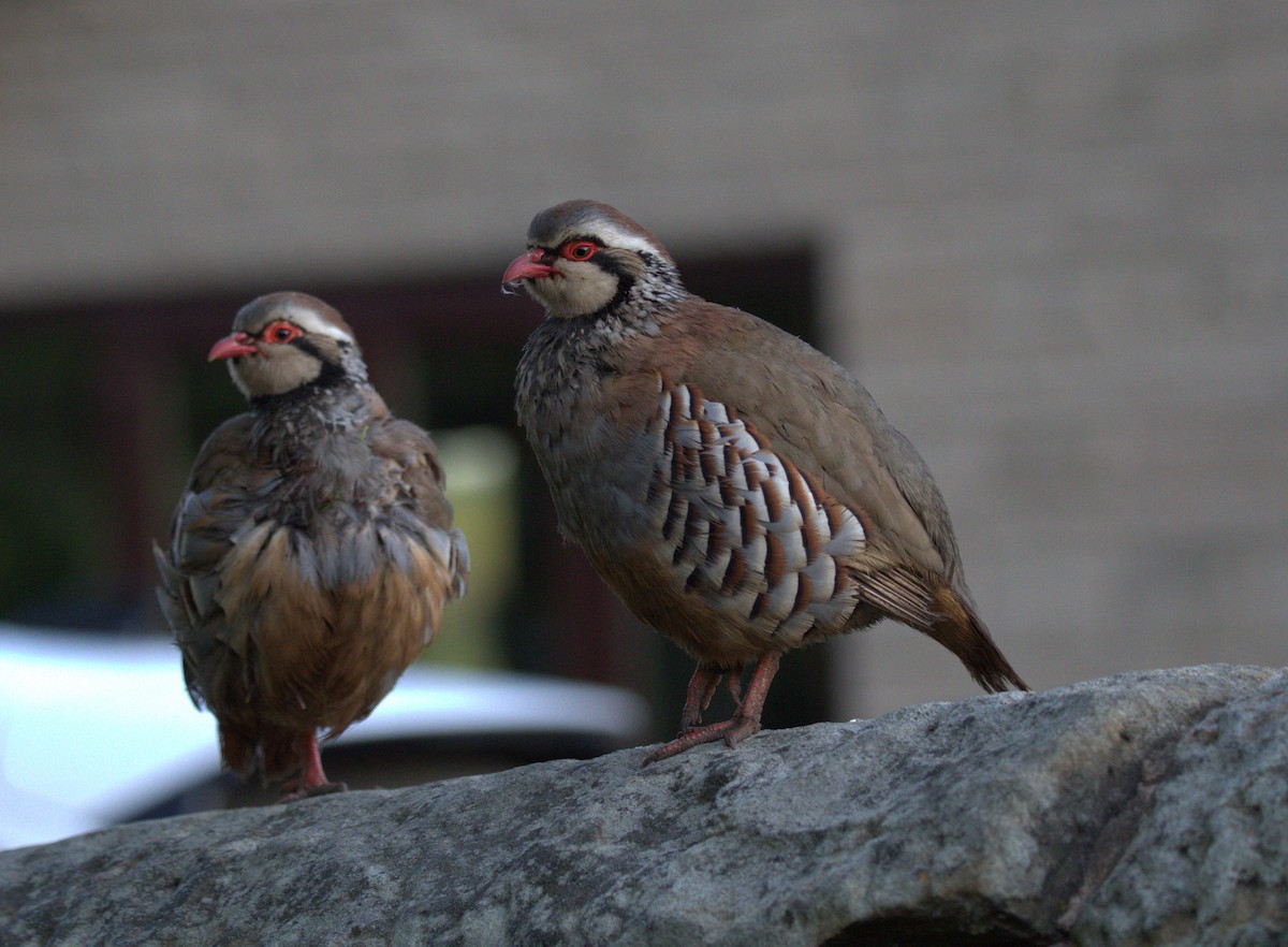 Red-legged Partridge - ML642778486