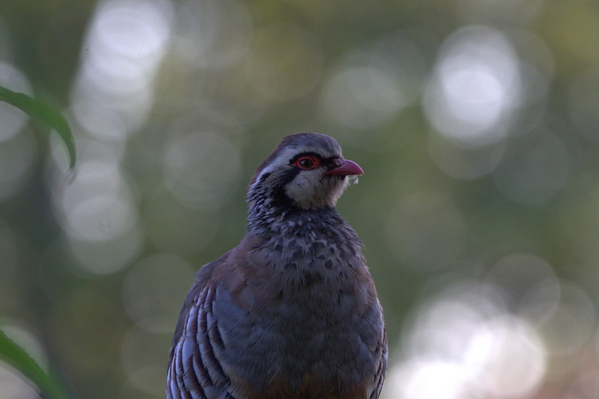 Red-legged Partridge - ML642778487