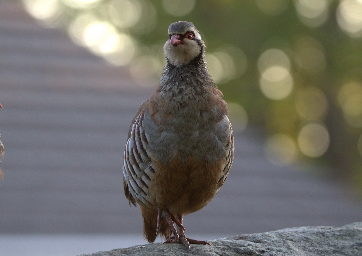 Red-legged Partridge - ML642778488