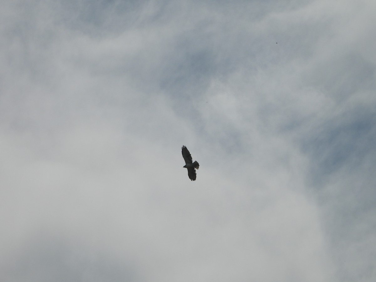 Short-tailed Hawk - ML642778489