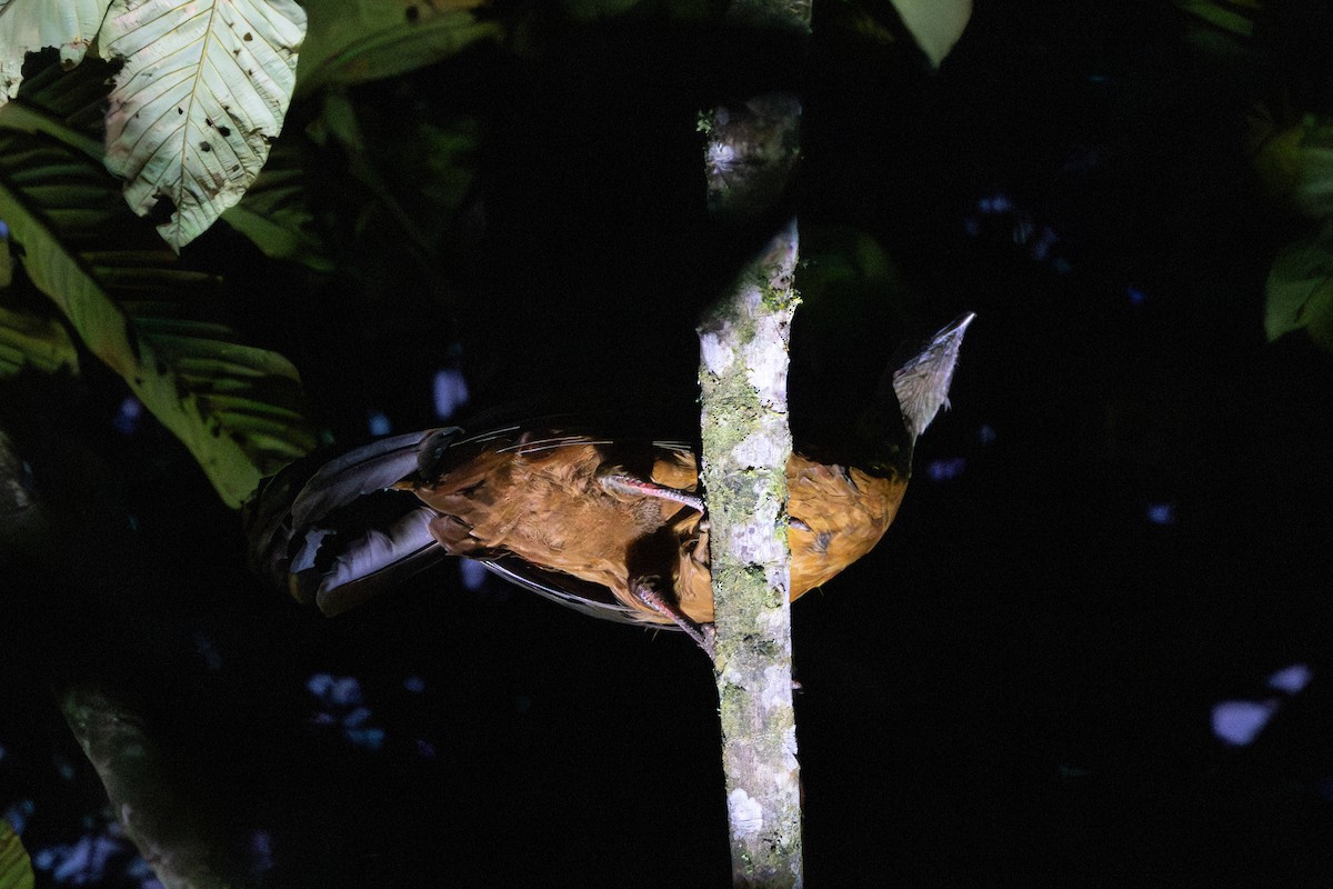 Sickle-winged Guan - ML642778496