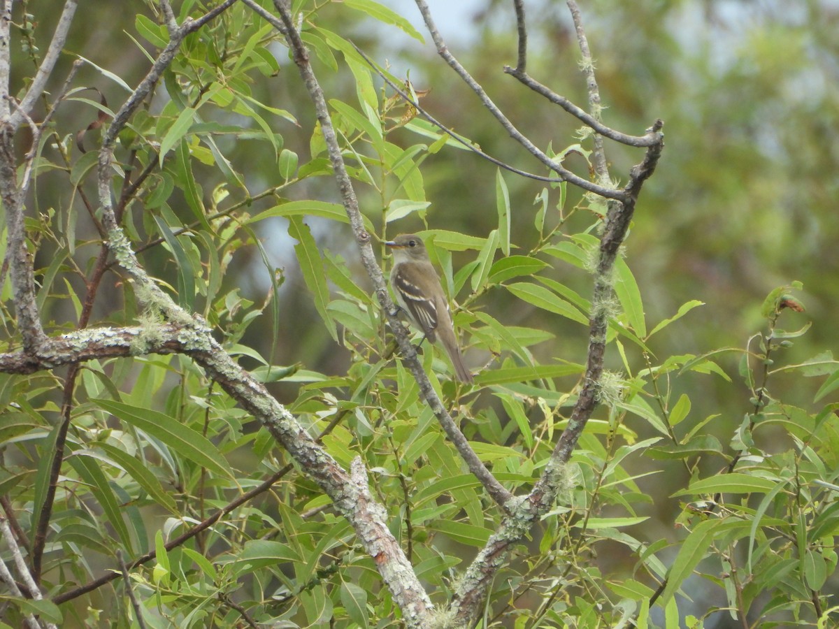 Alder Flycatcher - ML642778532