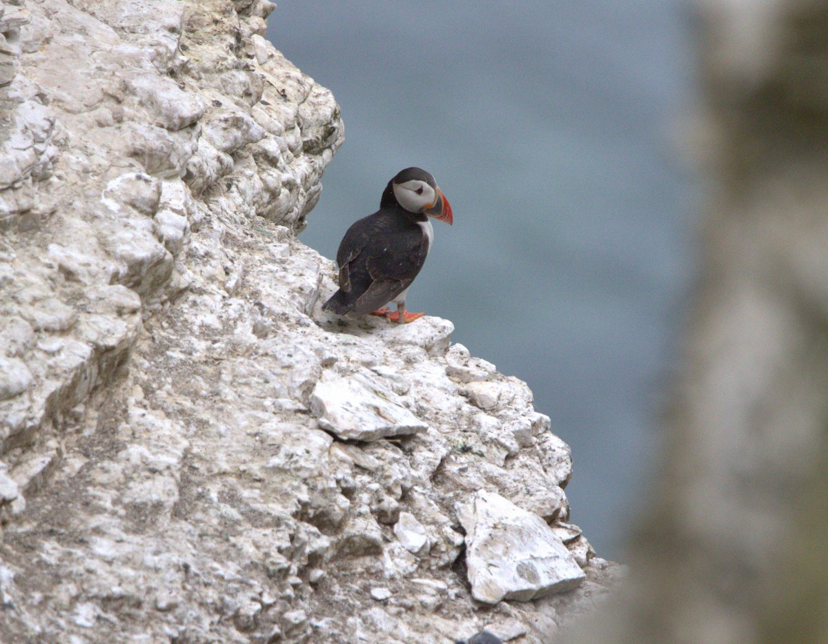 Atlantic Puffin - ML642778536