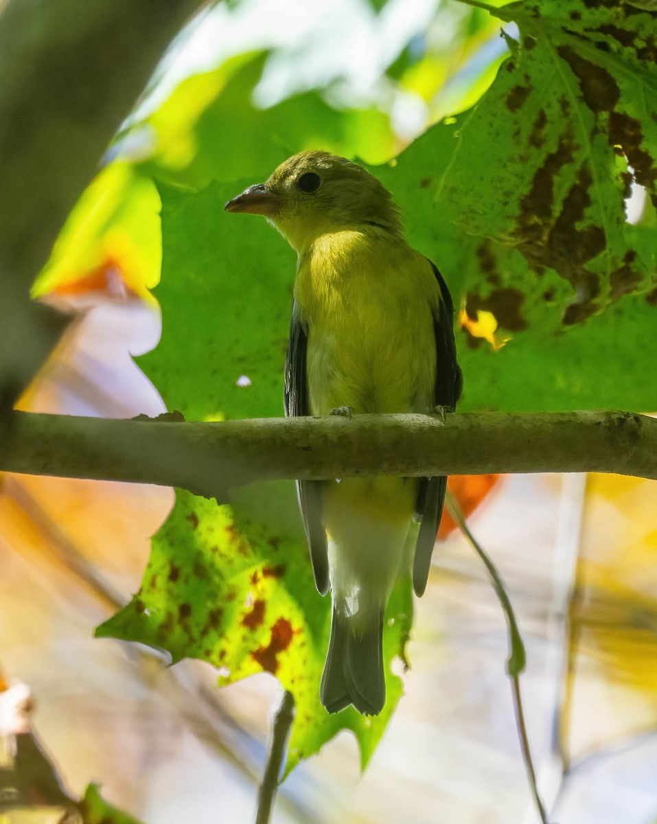 Scarlet Tanager - ML642778540