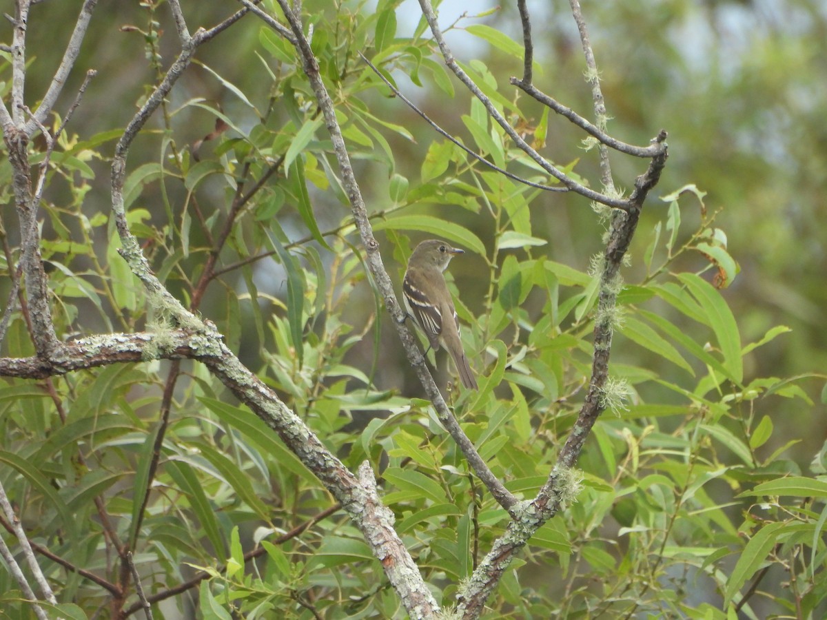 Alder Flycatcher - ML642778541