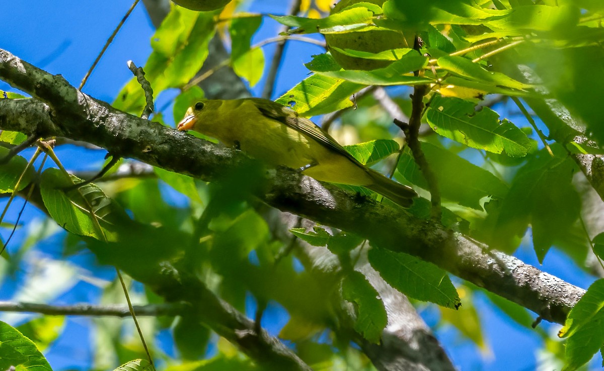 Scarlet Tanager - ML642778546