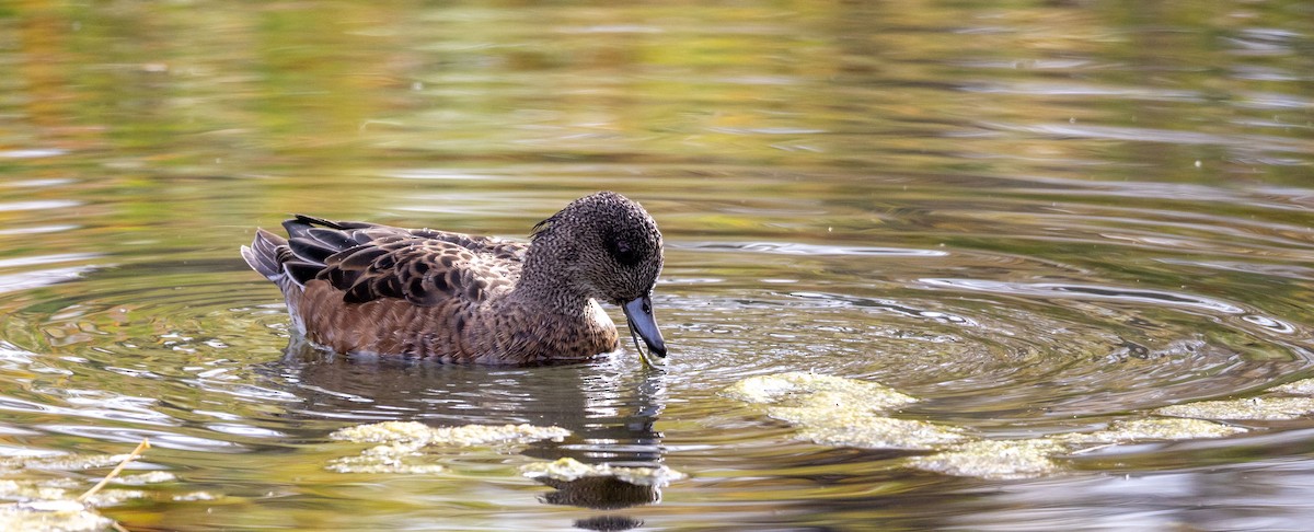 American Wigeon - ML642778547