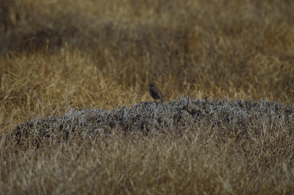 Buff-winged Cinclodes - ML642778558