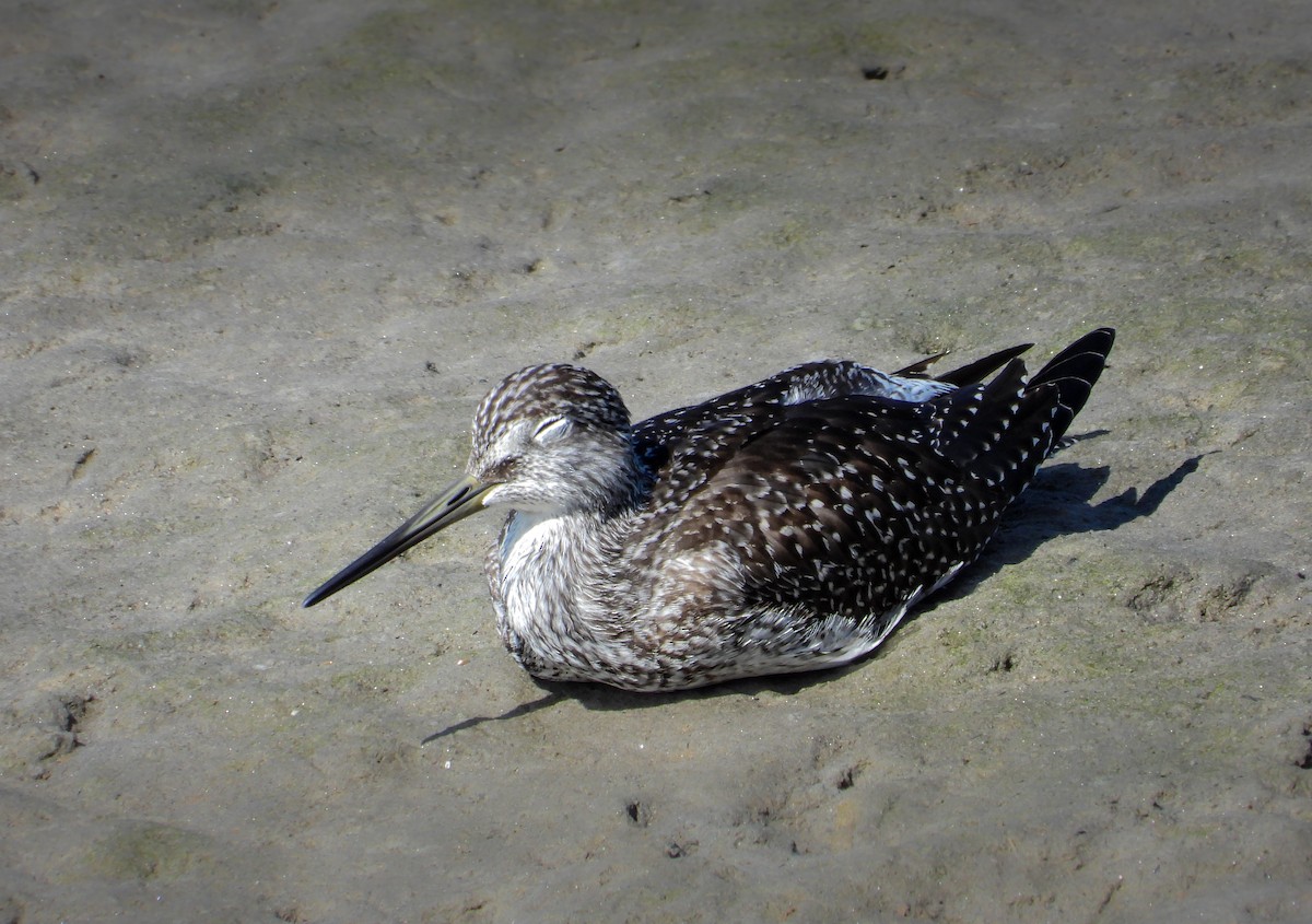 Greater Yellowlegs - ML642778564
