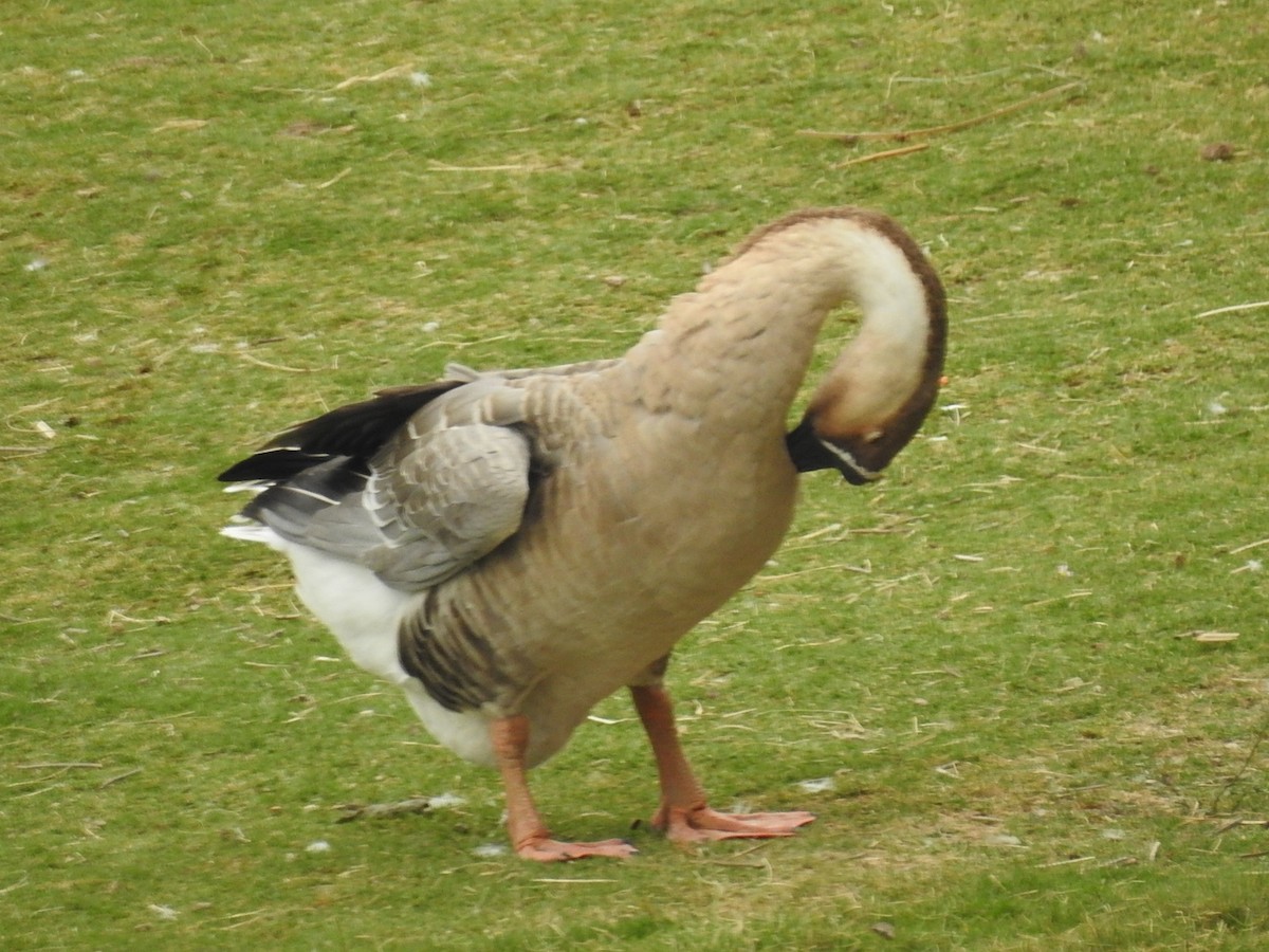サカツラガン（家畜） - ML642778566