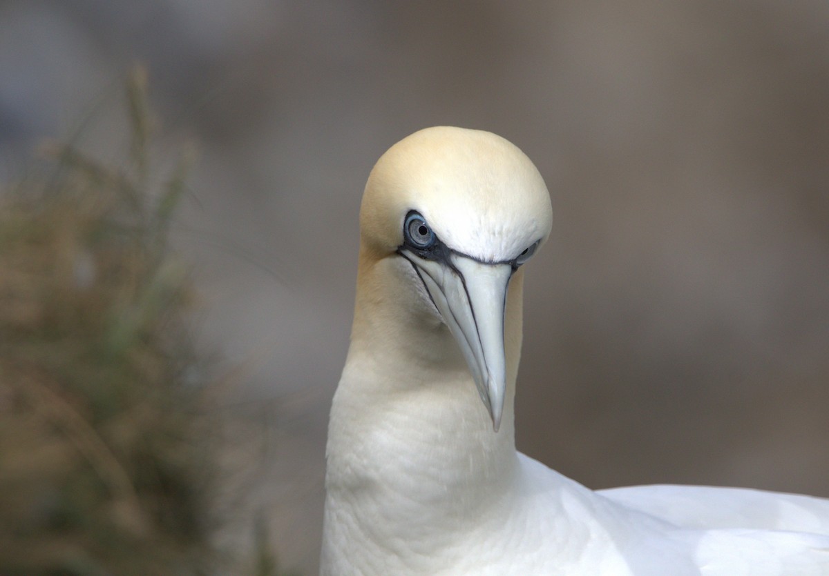 Northern Gannet - ML642778567