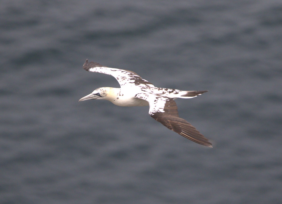 Northern Gannet - ML642778568