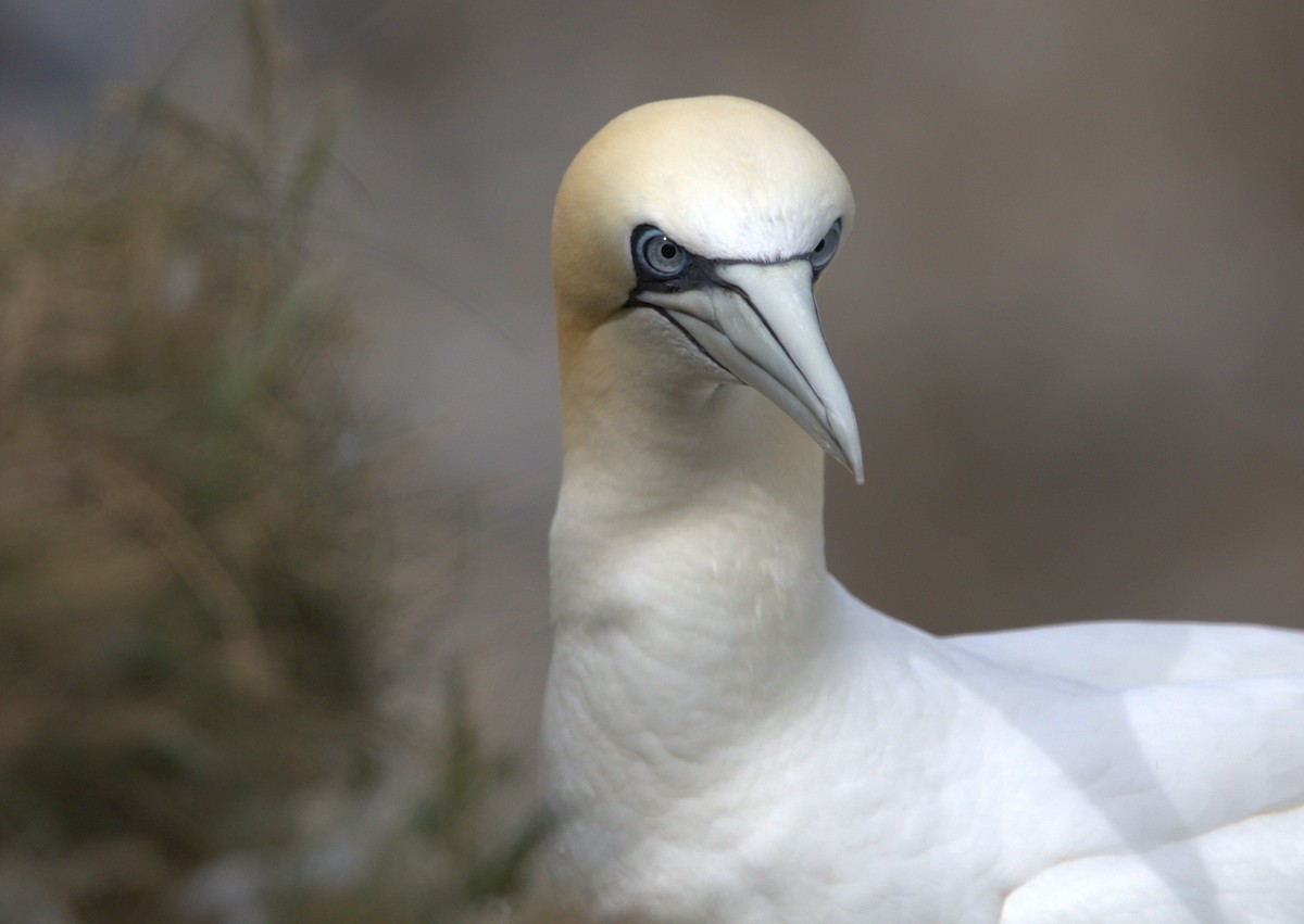 Northern Gannet - ML642778569