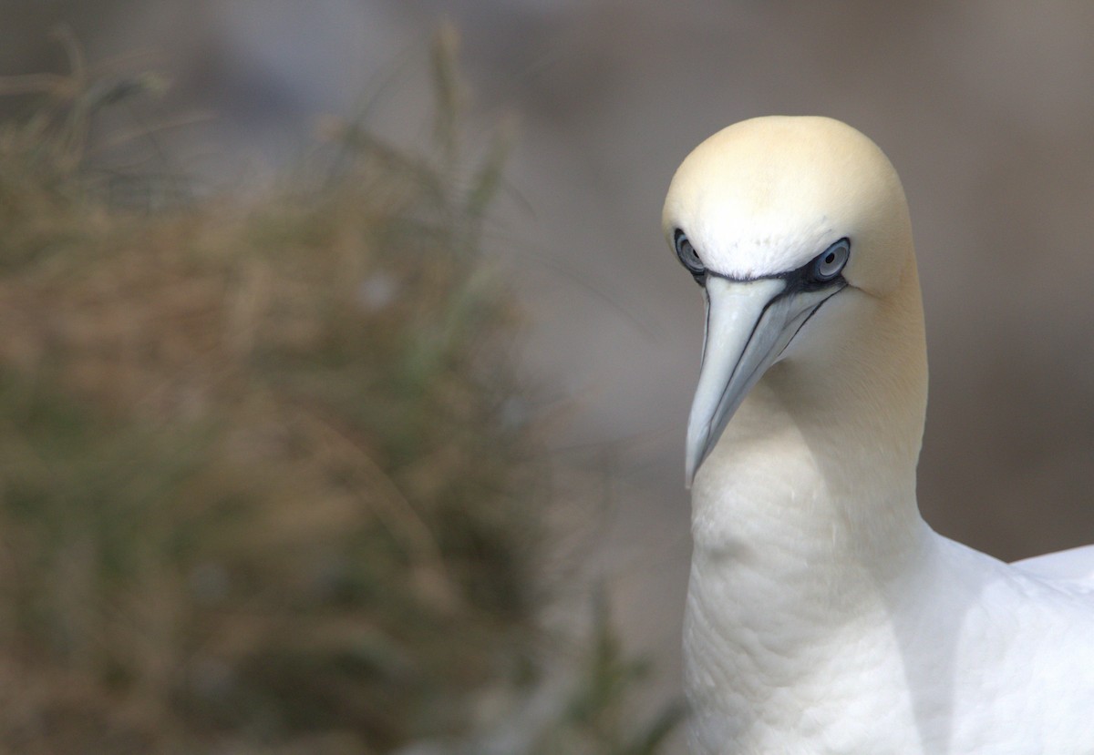 Northern Gannet - ML642778570
