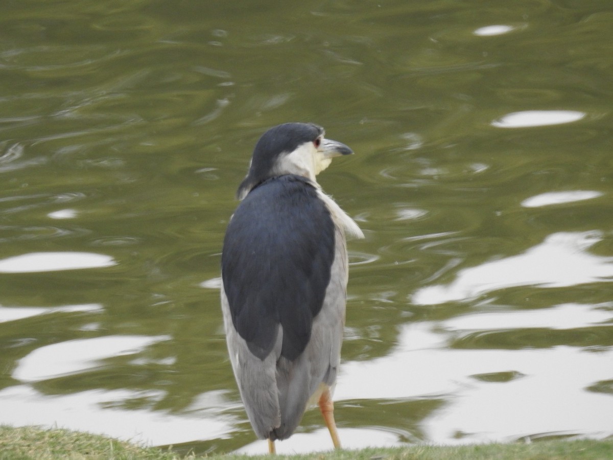 Black-crowned Night Heron - ML642778579
