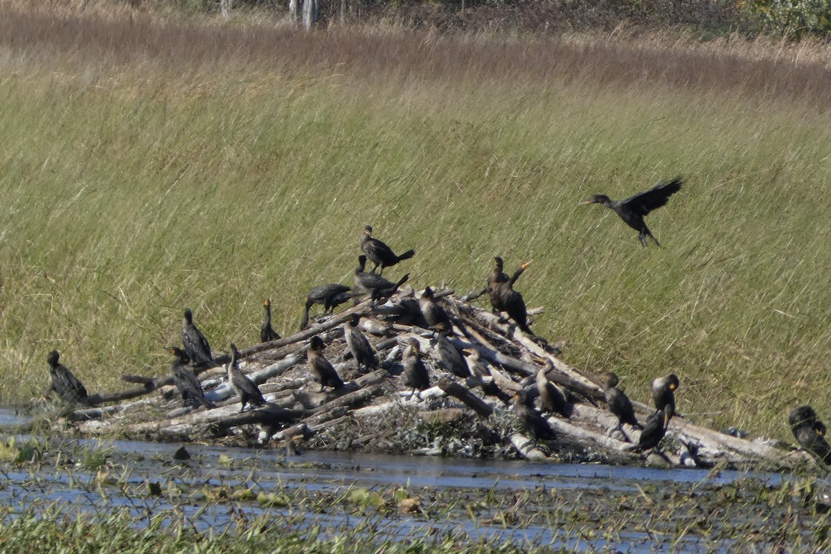 Double-crested Cormorant - ML642778581