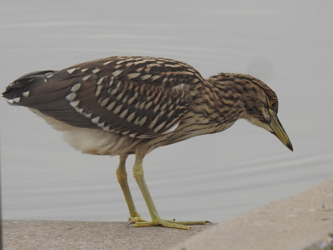 Black-crowned Night Heron - ML642778582