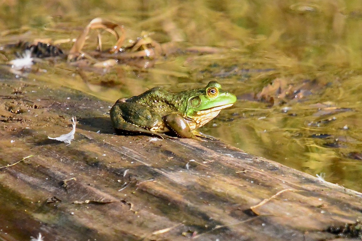 American Bullfrog - ML642778586