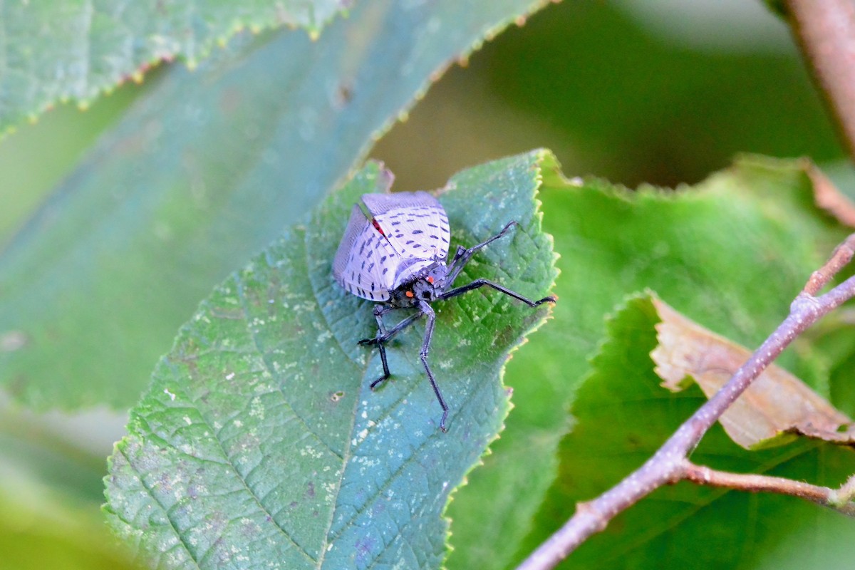 Spotted Lanternfly - ML642778587