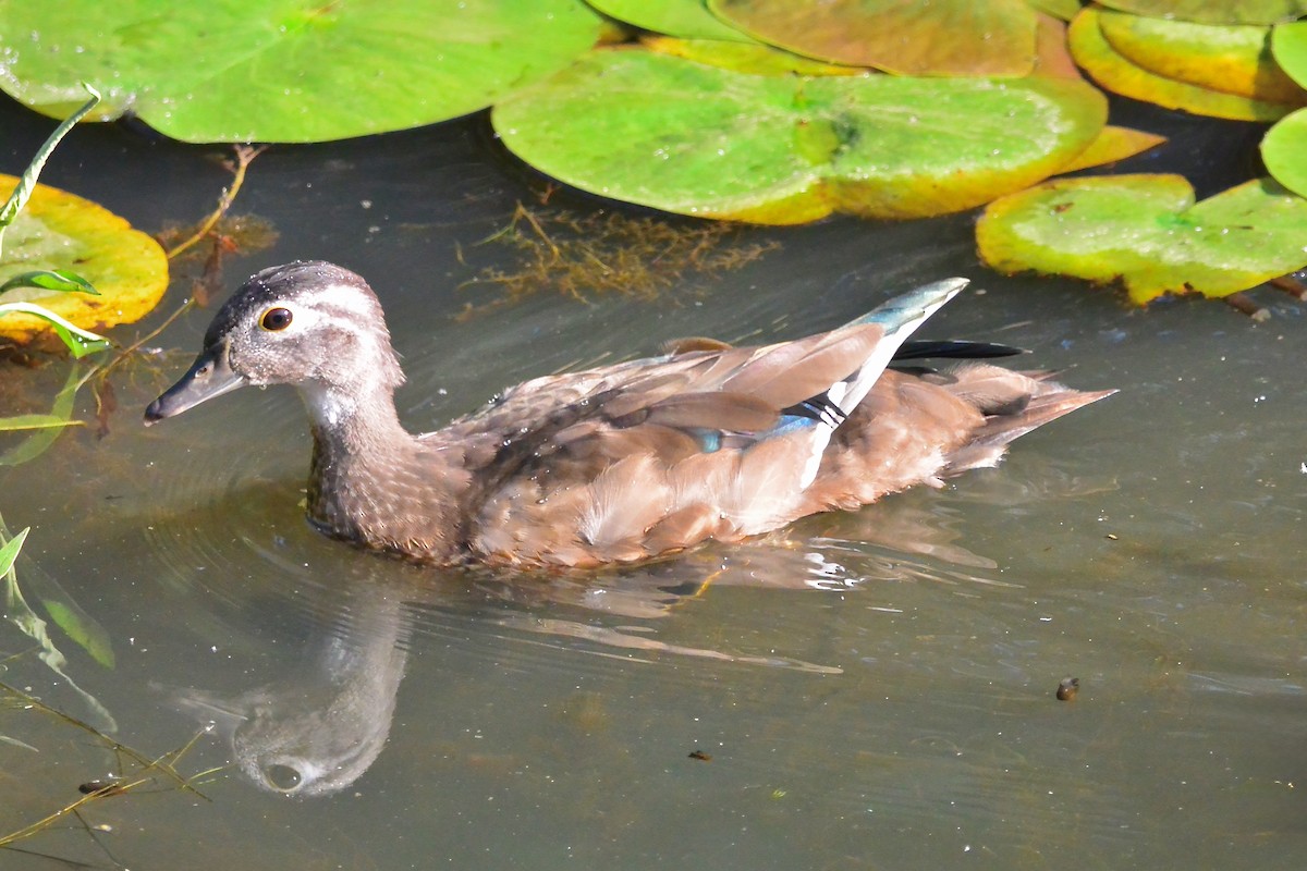 Wood Duck - ML642778600