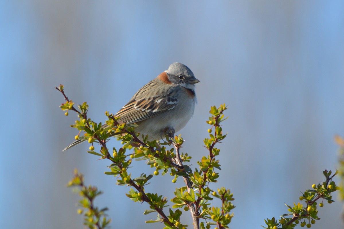 Rufous-collared Sparrow - ML642778604