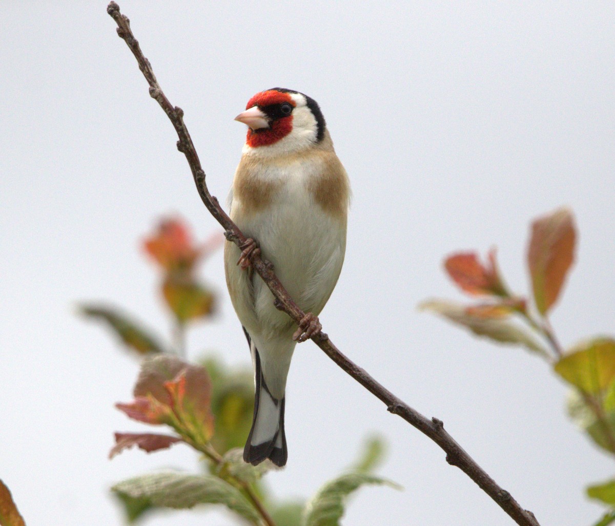 European Goldfinch - ML642778605