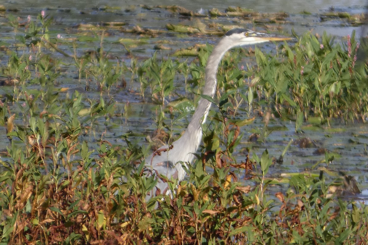 Great Blue Heron - ML642778607