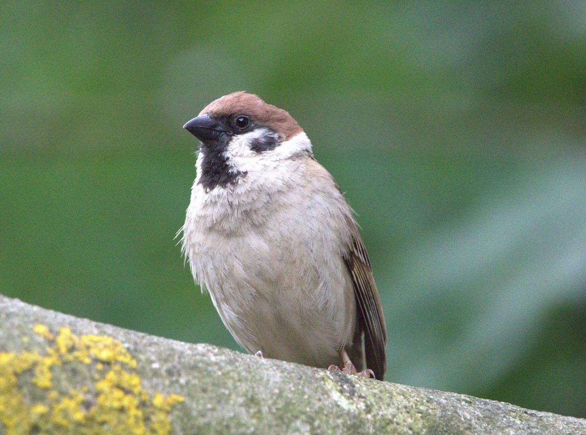 Eurasian Tree Sparrow - ML642778612