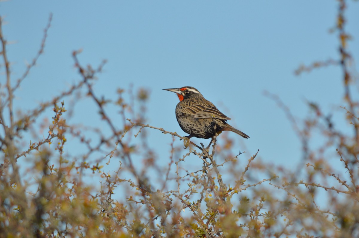 Long-tailed Meadowlark - ML642778613