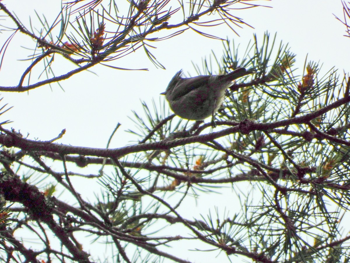 Crested Tit - ML642778616