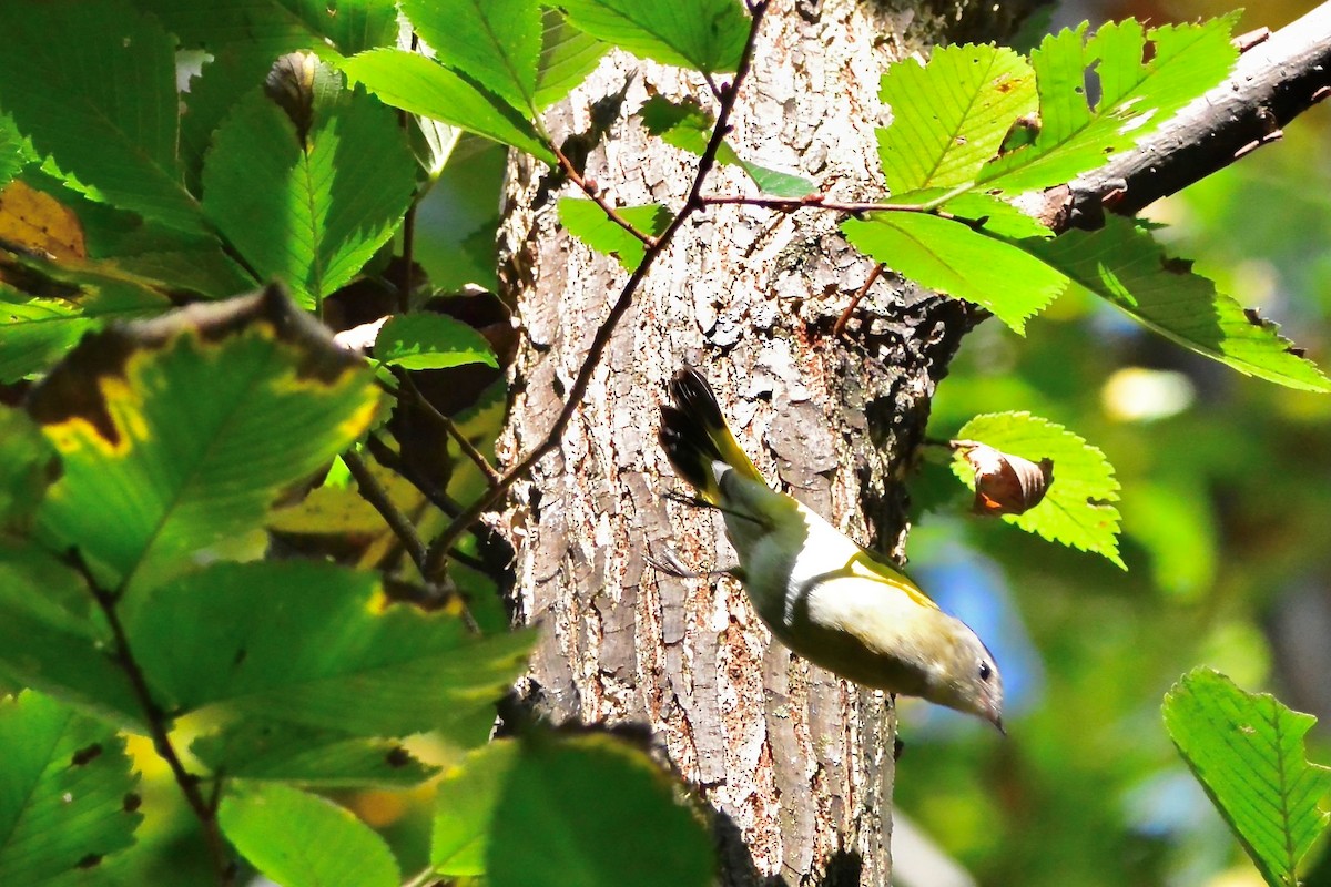 American Redstart - ML642778621