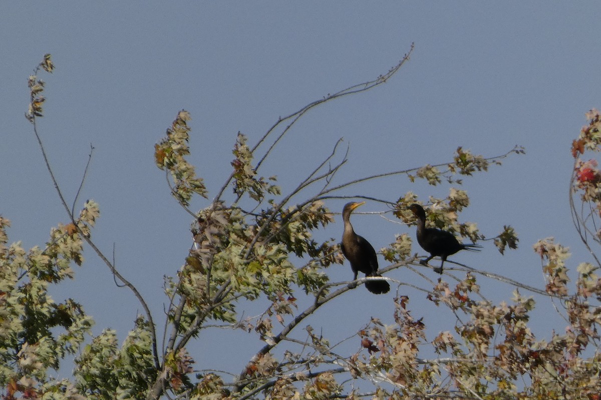 Double-crested Cormorant - ML642778631