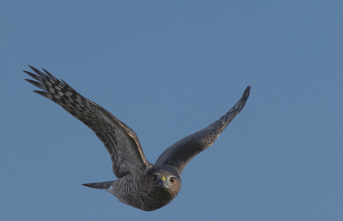 Cooper's Hawk - ML642778633