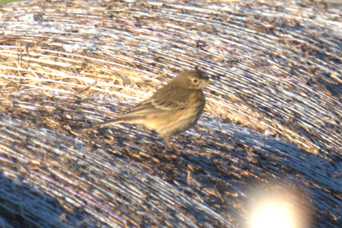 American Pipit - ML642778634