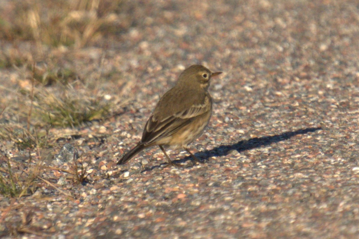 American Pipit - ML642778635