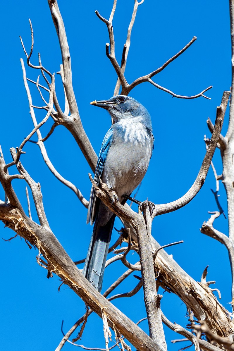 Woodhouse's Scrub-Jay - ML642778653