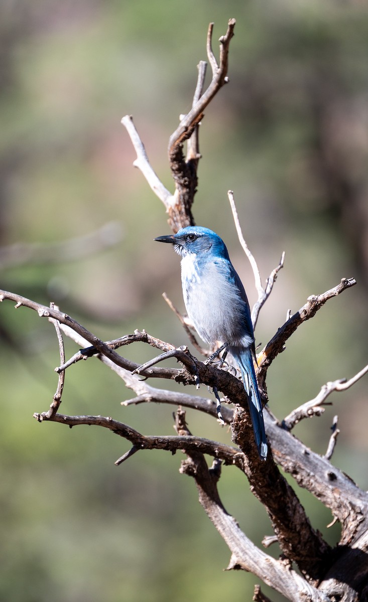 Woodhouse's Scrub-Jay - ML642778655