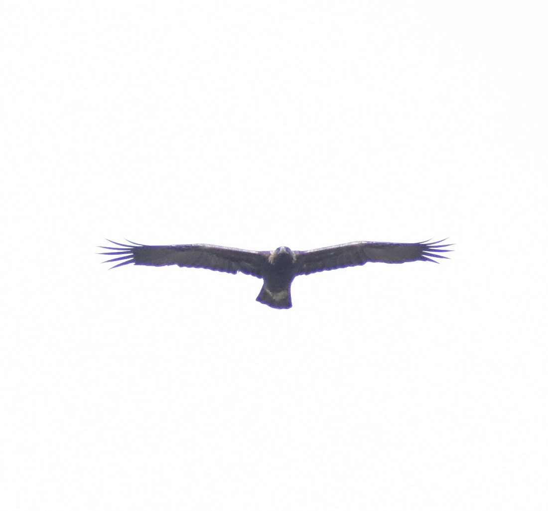 Golden Eagle - ML642778661