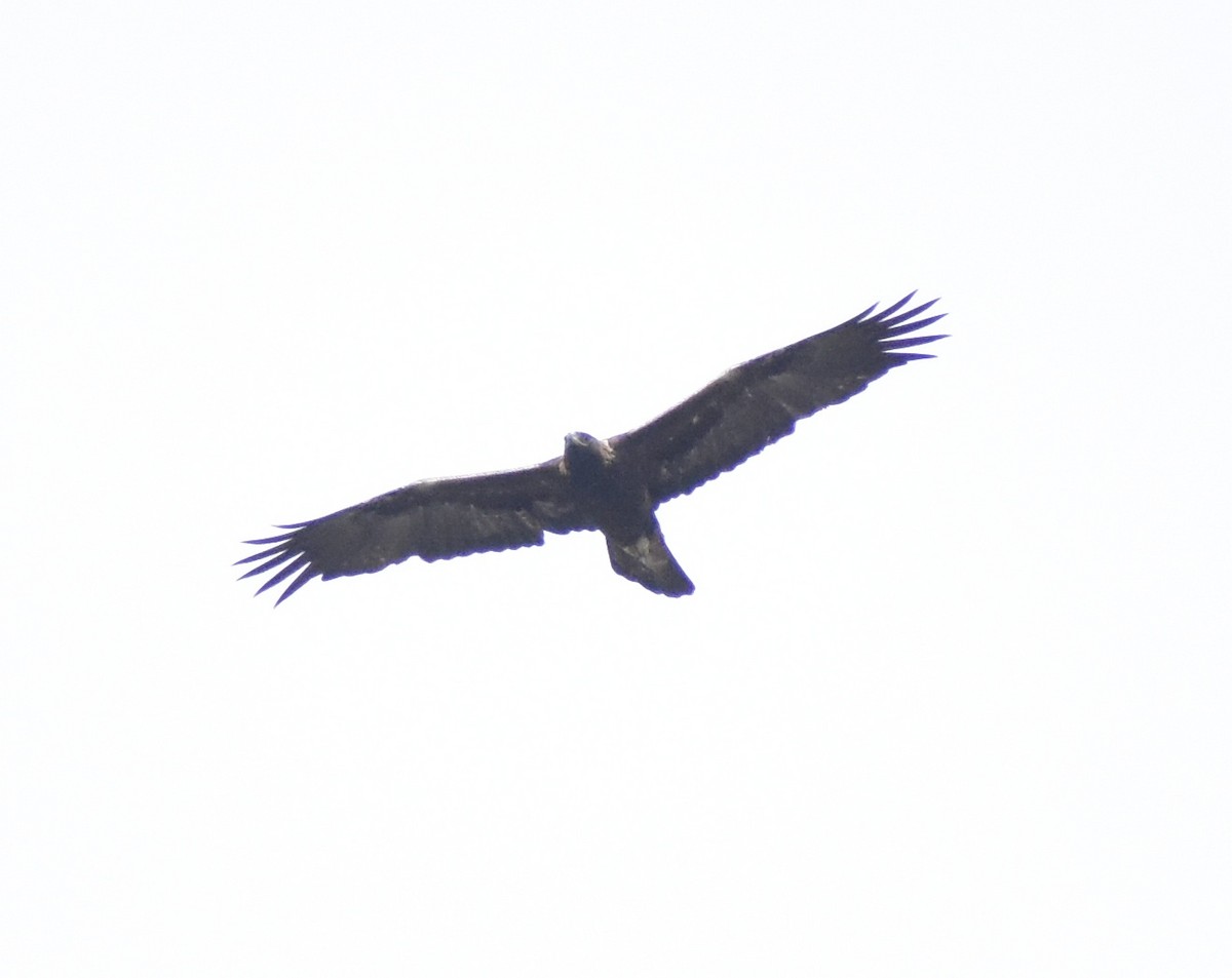 Golden Eagle - ML642778664